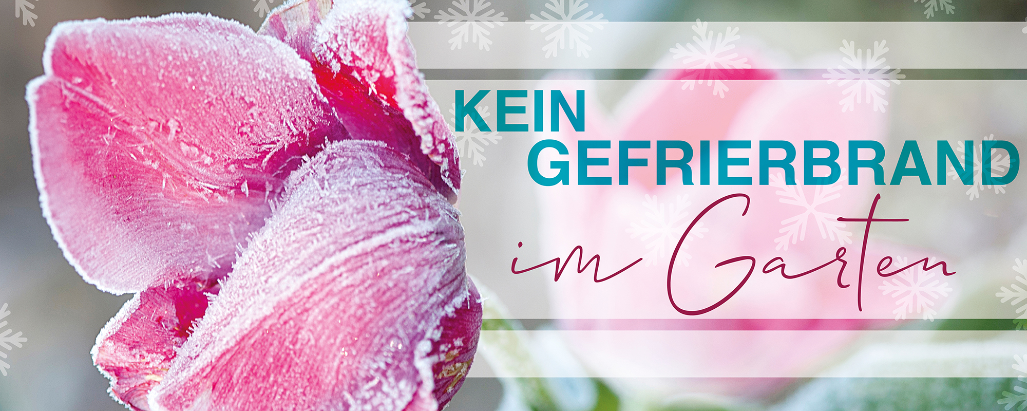 Kein Gefrierbrand im Garten